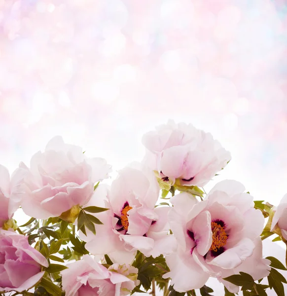 Schöne Blumen Pfingstrosen — Stockfoto