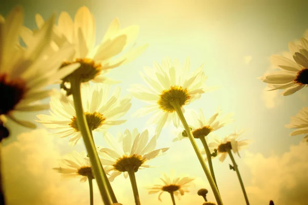 Field  white daisies — Stock Photo, Image
