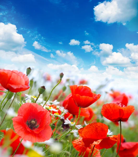 Klaproos bloemen in de zomer — Stockfoto