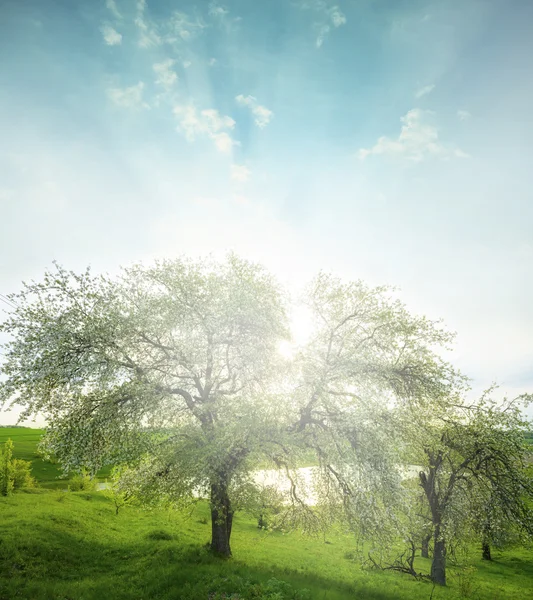 Paesaggio con albero — Foto Stock