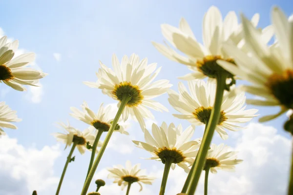 Field  white daisies — Stock Photo, Image