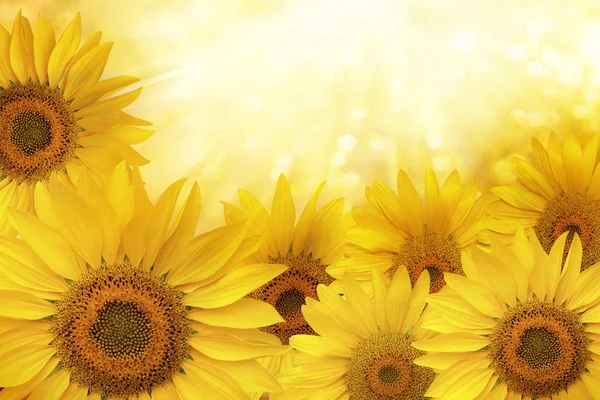 Sunflower natural background — Stock Photo, Image