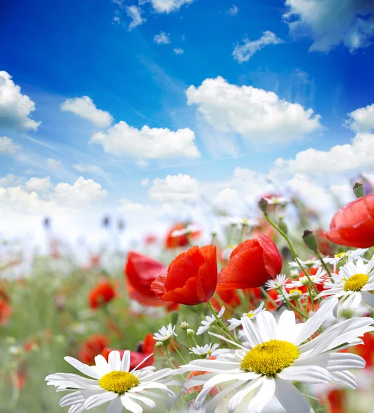 Poppy bloem in de hemel — Stockfoto