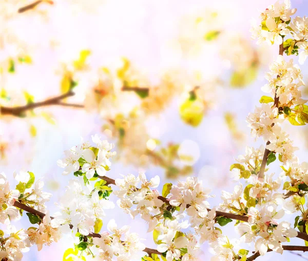 Fiori di ciliegio primaverili — Foto Stock