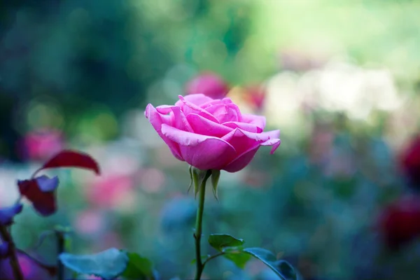 Rosa en un jardín —  Fotos de Stock