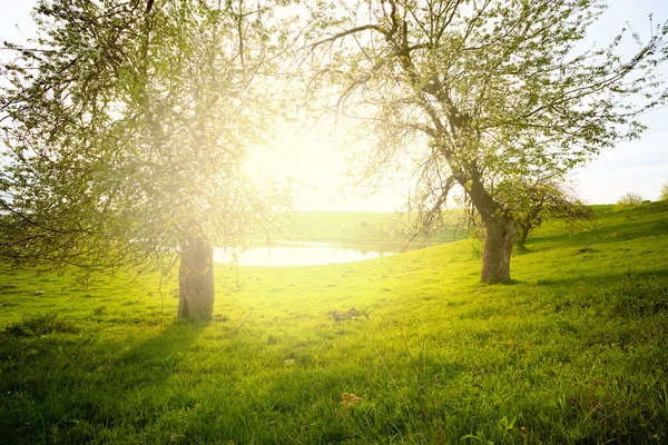 Paisaje con árbol —  Fotos de Stock