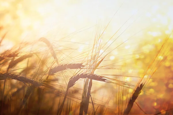 Wheat field on setting sun — Stock Photo, Image