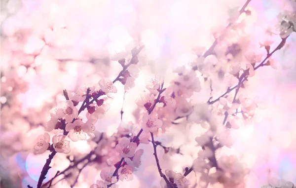 Flowers of the cherry blossoms — Stock Photo, Image