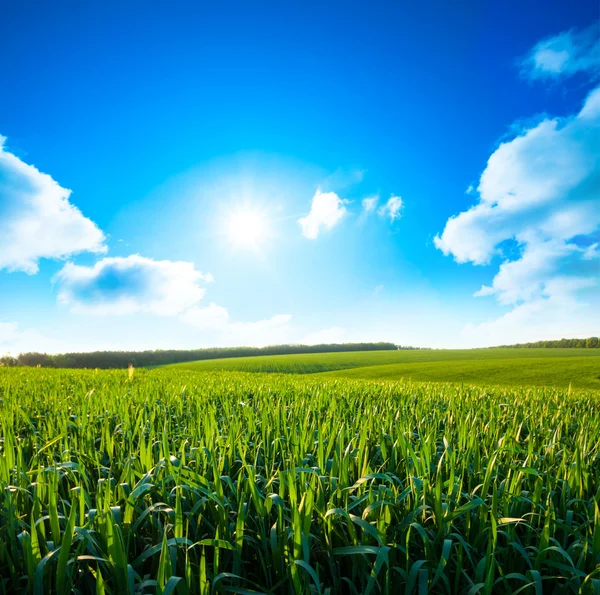 Prachtige groene weide — Stockfoto