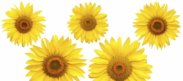 Flores de girasol aisladas — Foto de Stock