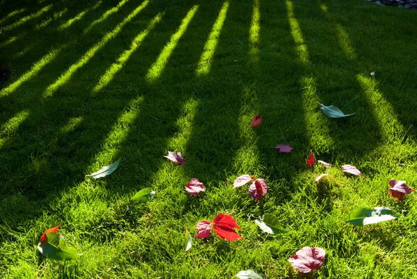 Groene gras in de tuin — Stockfoto