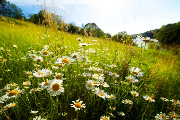 Field of spring flowers Royalty Free Stock Images