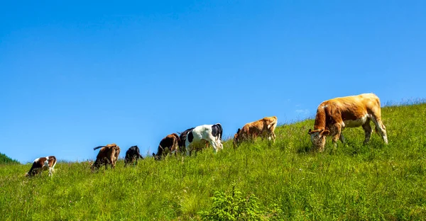 Kühe Grasen Einem Sonnigen Tag Einer Bergigen Gegend lizenzfreie Stockbilder