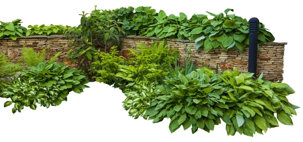 Detail Eines Botanischen Gartens Isoliert Auf Weißem Hintergrund Gartengestaltung Mit Stockbild