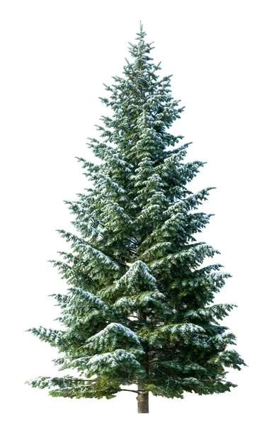 Albero Natale Isolato Sfondo Bianco Abete Senza Decorazione Fotografia Stock