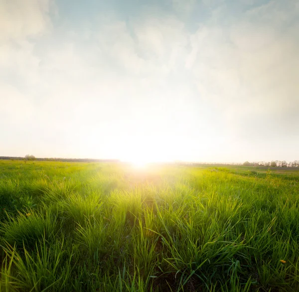 Landschaft Mit Grünem Rasen Und Blauem Himmel Stockfoto