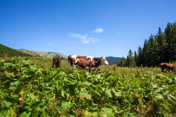 Kühe Grasen Einem Sonnigen Tag Einer Bergigen Gegend Stockbild