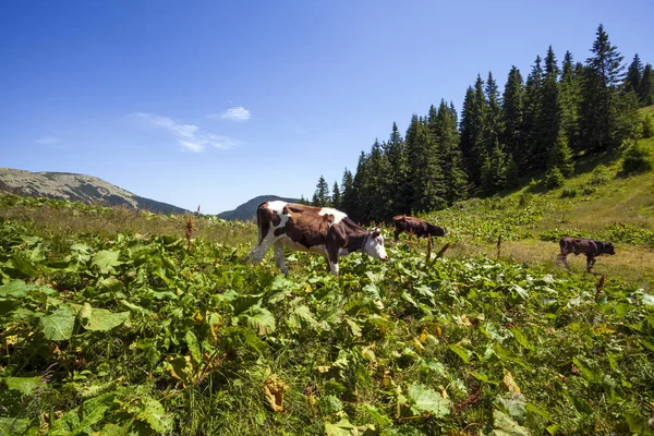 Kühe Grasen Einem Sonnigen Tag Einer Bergigen Gegend lizenzfreie Stockfotos