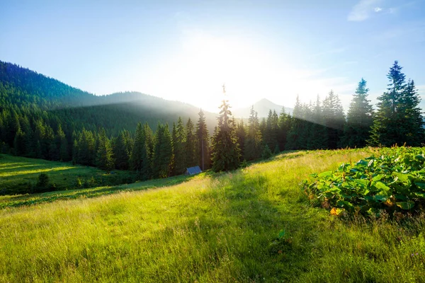 Estate Paesaggio Foresta Montagna Tramonto Foto Stock