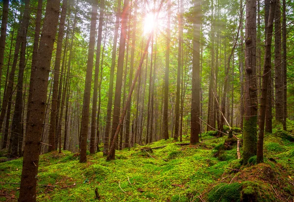 Sonnenlicht Grünen Wald Frühlingszeit lizenzfreie Stockfotos