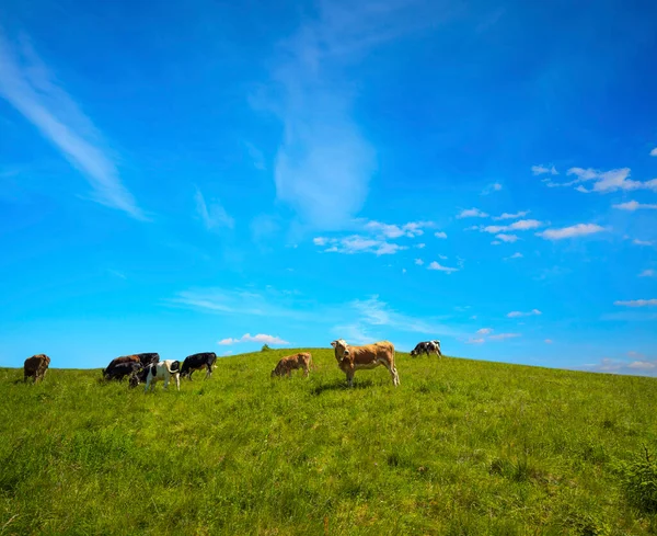 Mucche Pascolano Una Giornata Sole Una Zona Montuosa Foto Stock