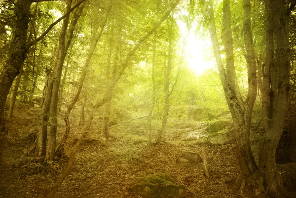 Floresta — Fotografia de Stock