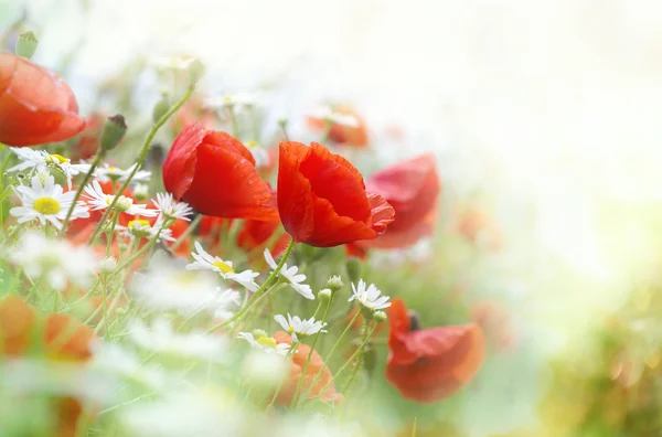 Amapolas rojas — Foto de Stock