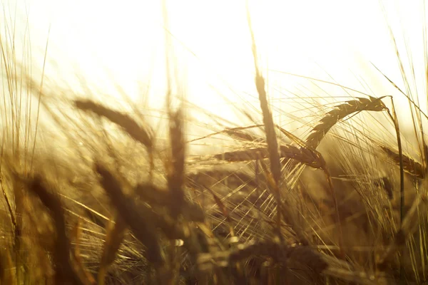 Weizenfeld — Stockfoto