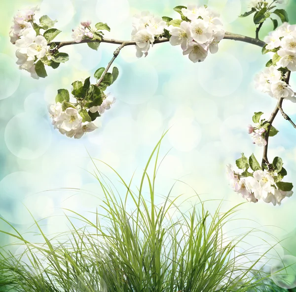 Spring blossom — Stock Photo, Image