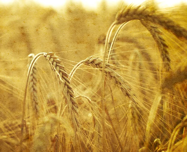 Wheat on a grunge background — Stock Photo, Image