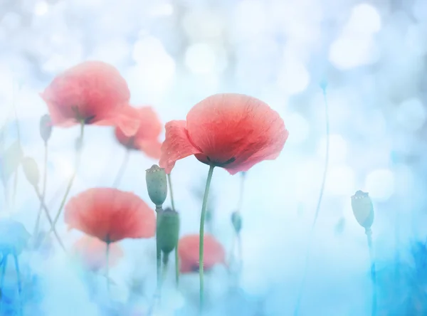 Flor de amapola — Foto de Stock