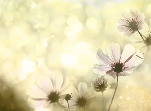 Flowers — Stock Photo, Image