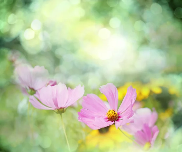 Flores — Fotografia de Stock