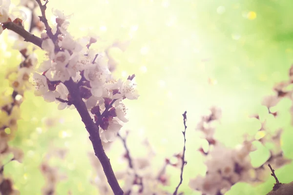 Frühlingsblüte — Stockfoto