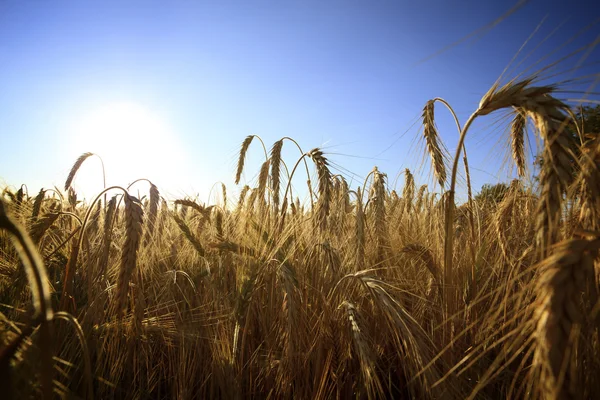 Wheat field — Stock Photo, Image