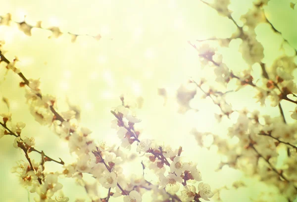 Våren blossom — Stockfoto