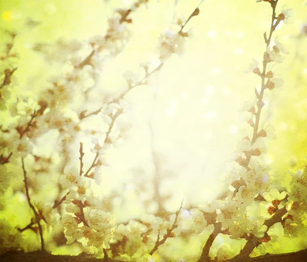 Vintage cherry blossom — Stock Fotó