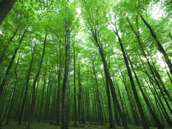 Skog — Stockfoto