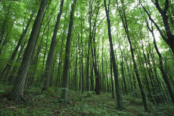 Skog — Stockfoto