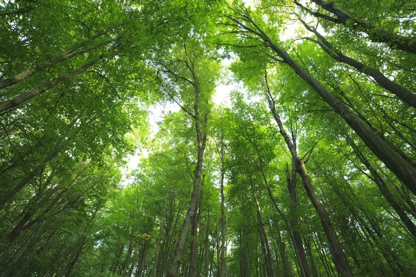 Skog — Stockfoto