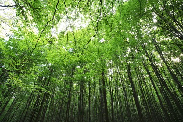 Skog — Stockfoto