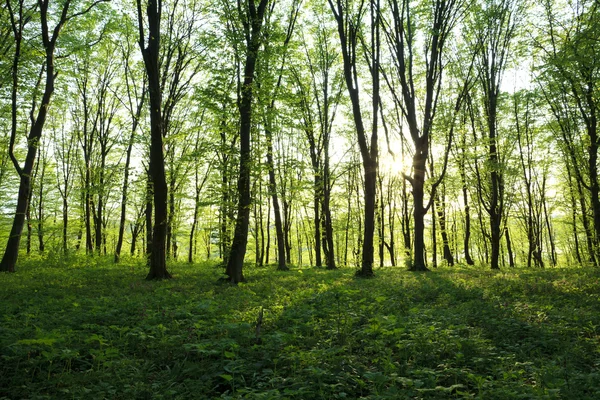 Wald — Stockfoto