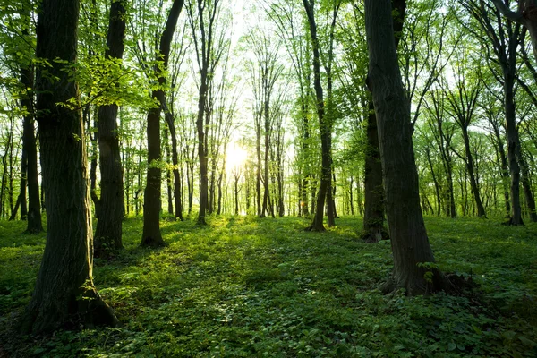 Floresta — Fotografia de Stock