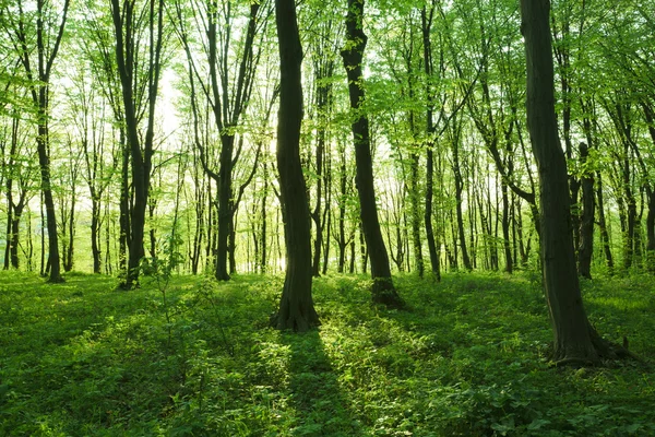 Floresta — Fotografia de Stock