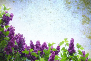 spring flowers.background clipart