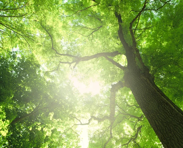 Árvore na floresta — Fotografia de Stock