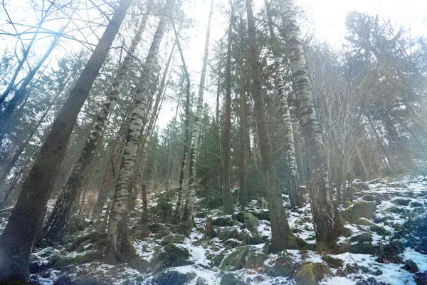 Inverno na floresta — Fotografia de Stock