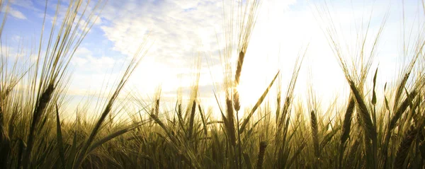 Field on the sunset — Stock Photo, Image