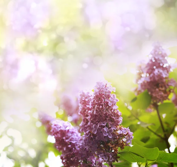 Lilac flowers on background — Stock Photo, Image