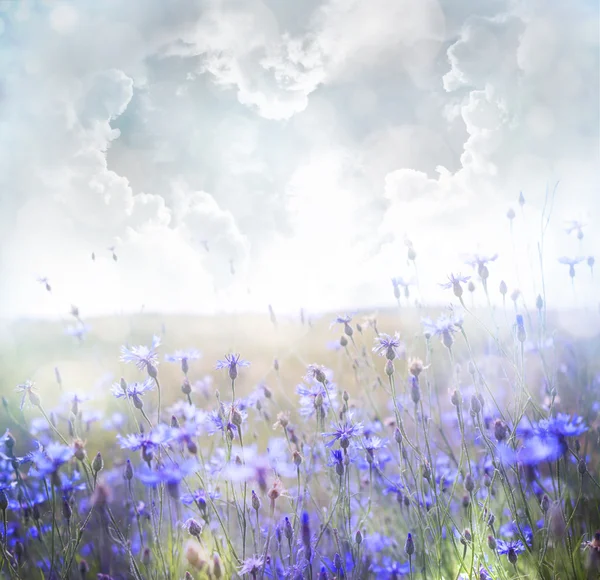 Campo de flores — Fotografia de Stock